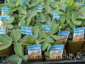 ジャンボ落花生の苗が入荷致しました！