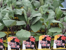 夏野菜苗の販売品種が増えました！