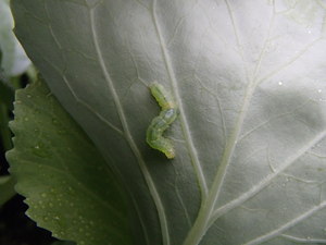葉根菜類の天敵　コナガとシンクイ
