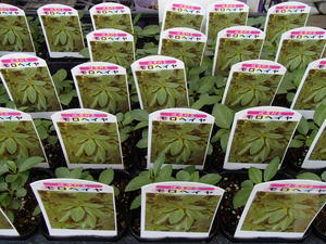 夏バテ防止！健康野菜の苗(葉菜類)！