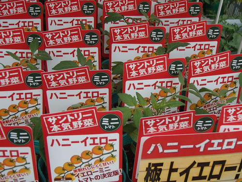 サントリーの本気野菜、あまさセレクトの甘～いミニトマト苗が入荷致しました！