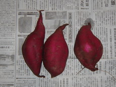 虹芋？　～珍しいサツマイモをお探しの方へ～