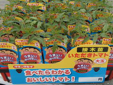 夏野菜苗の販売品種が増えました！