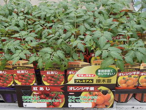 夏野菜苗の販売品種が増えました！