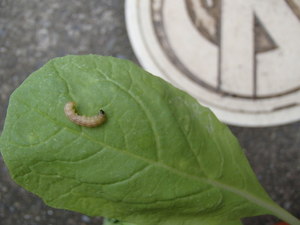 葉根菜類の天敵　コナガとシンクイ