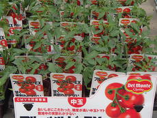 夏野菜苗の販売品種が増えました！