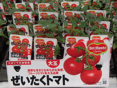 夏野菜苗の販売品種が増えました！