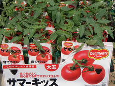 夏野菜苗の販売品種が増えました！