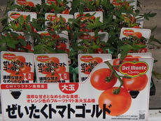 夏野菜苗の販売品種が増えました！