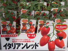 夏野菜苗の販売品種が増えました！
