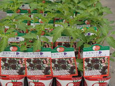 夏野菜苗の販売品種が増えました！