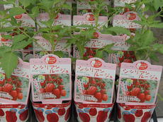 夏野菜苗の販売品種が増えました！
