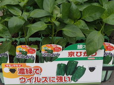 夏野菜苗の販売品種が増えました！