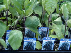 夏野菜苗の販売品種が増えました！