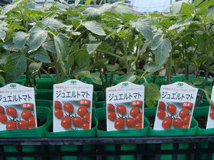 夏野菜苗の販売品種が増えました！
