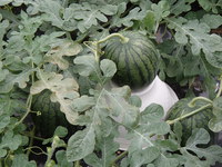 薬になる野菜　～　スイカ　～