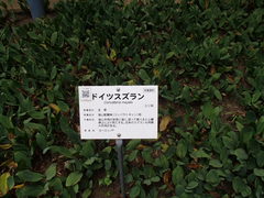 薬用植物