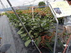 薬になる野菜　～　ナス　～