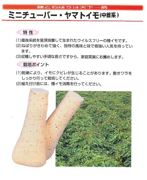 ヤマトイモ（ミニチューバー）の種芋が入荷致しました！