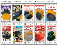 早生ゆたか里芋の種芋が入荷致しました！│土と親しむ ～家庭菜園