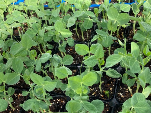 秋野菜苗が始まりました！