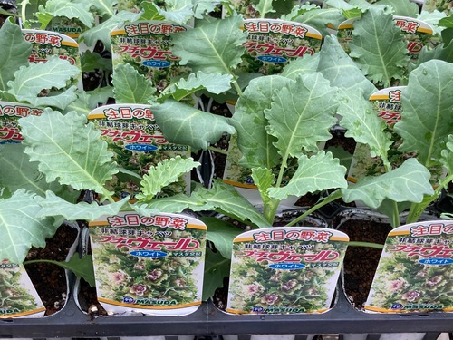 秋野菜苗が始まりました！
