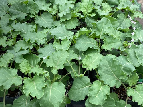 秋野菜苗が始まりました！