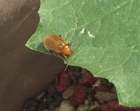 ウリハムシ