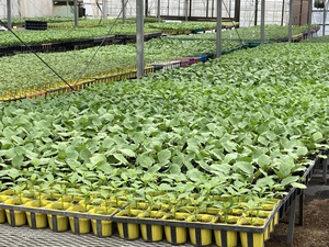 夏野菜の苗販売を始めました！