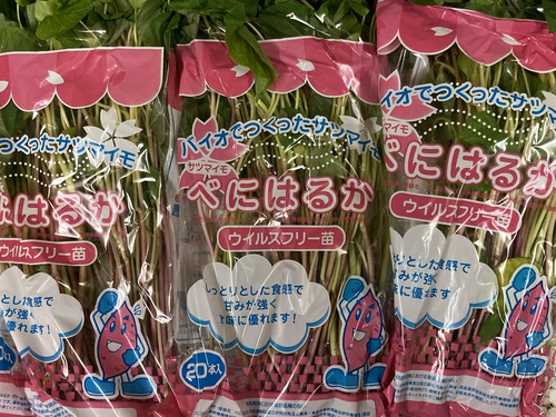 「べにはるか」ウイルスフリー苗入荷致しました！