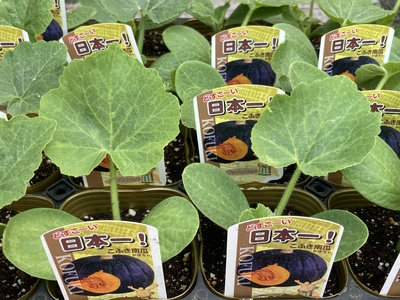 本日新たに入荷した夏野菜苗の品種