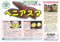早生ゆたか里芋の種芋が入荷致しました！│土と親しむ ～家庭菜園