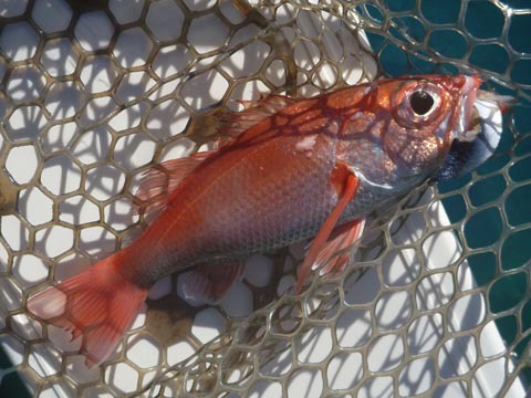 アカムツのち、ボトムワインド