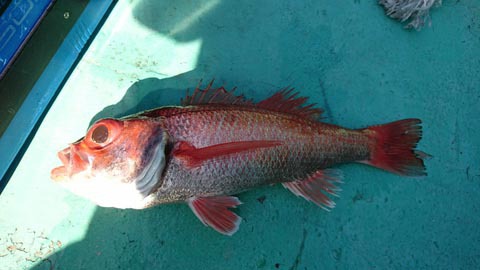 アカムツのち、ボトムワインド