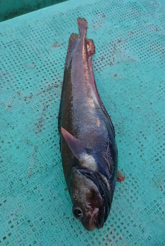 アカムツのち、ボトムワインド