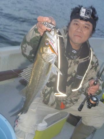 シーバス釣れました