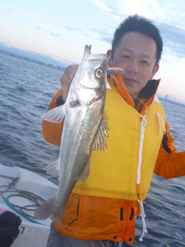 シーバス釣れました