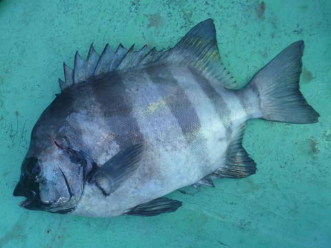 午前は沖、午後は浜名湖