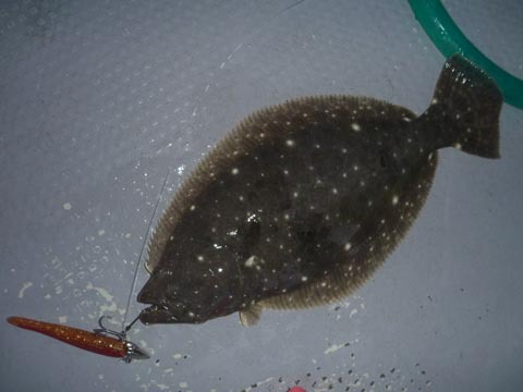 午前は沖、午後は浜名湖