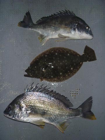 午前は沖、午後は浜名湖