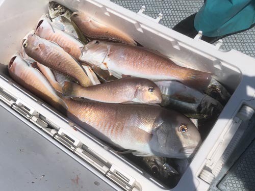 アジ、イサキ、巨大シロアマ
