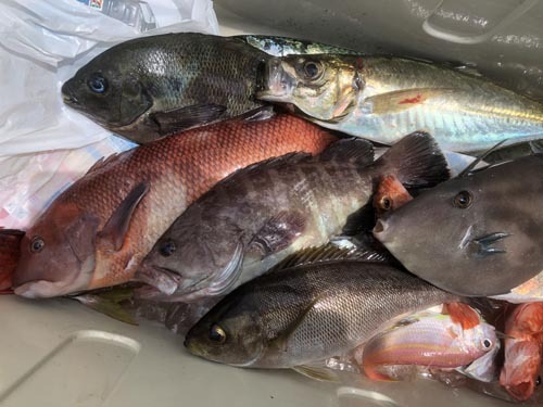 アジ五目で魚種豊富