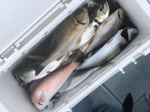 巨大シロアマ！アジ、イサキ