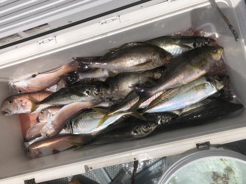 巨大シロアマ！アジ、イサキ