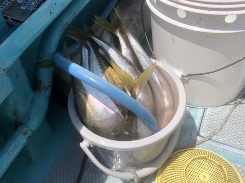 アジ、イサキ、巨大シロアマ