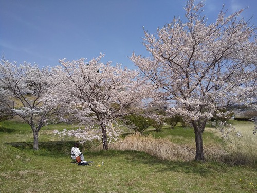 ★散りゆく桜も良いね～