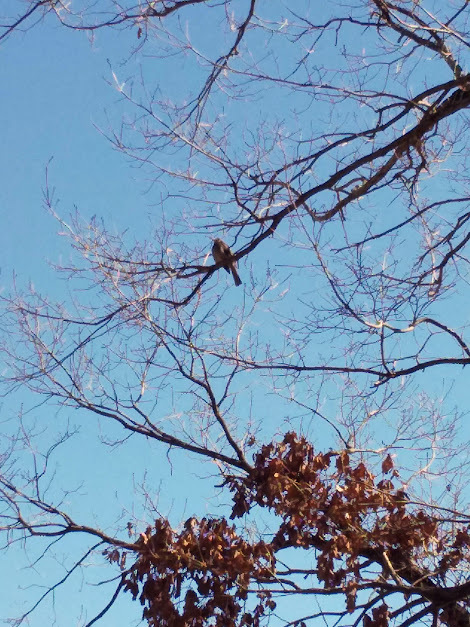 ★野鳥天国久野城址（袋井市）