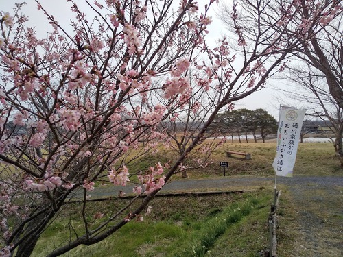 ★もうすぐお花見や～