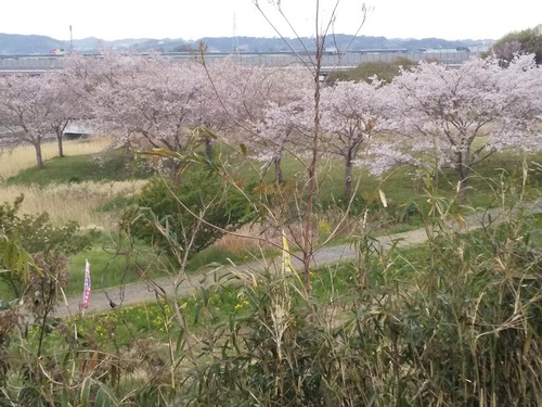 ★キジが歩道をてくてく～