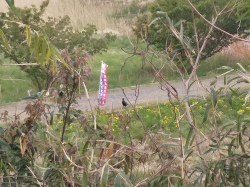 ★キジが歩道をてくてく～